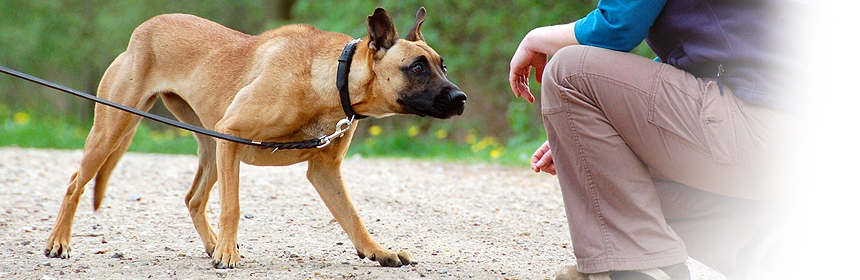 Arbeit mit ängstlichen Hunden