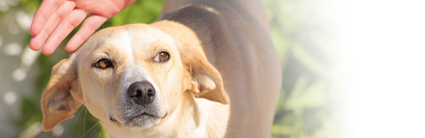 Arbeit mit ängstlichen Hunden