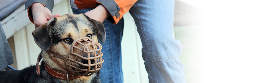Arbeit mit aggressiven Hunden (Einsteiger)