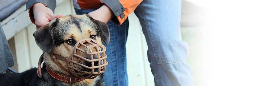 Arbeit mit aggressiven Hunden (Fortgeschrittene)