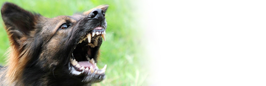 Arbeit mit aggressiven Hunden (Fortgeschrittene)