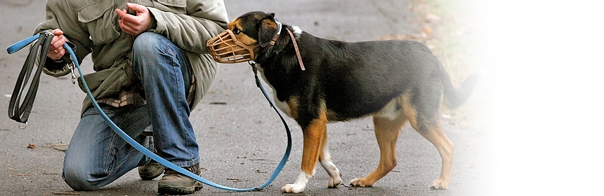 Lass das! Ich hass das! Fass mich bloß nicht an! – Arbeit mit aggressiven Hunden