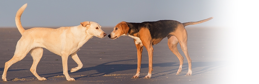 Arbeit mit verhaltensgestörten Hunden