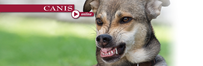 CANIS-online: Aggressive Hunde – ungeliebt und allein gelassen?