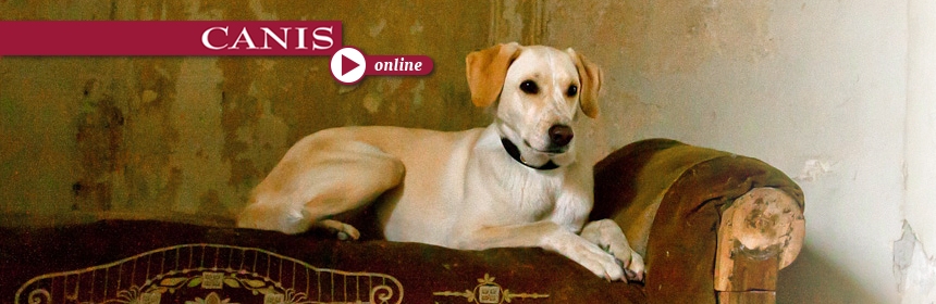CANIS-online: