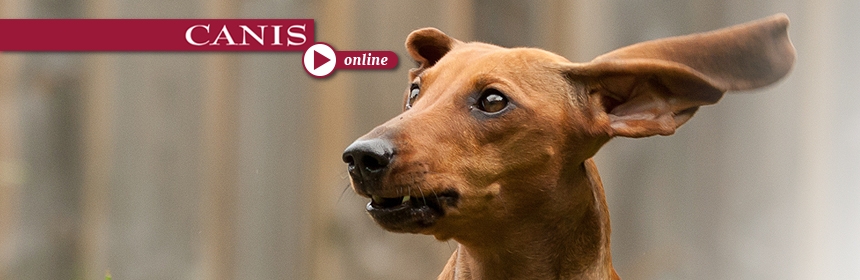 CANIS-online: Stress im Hundealltag – zumutbare Größen