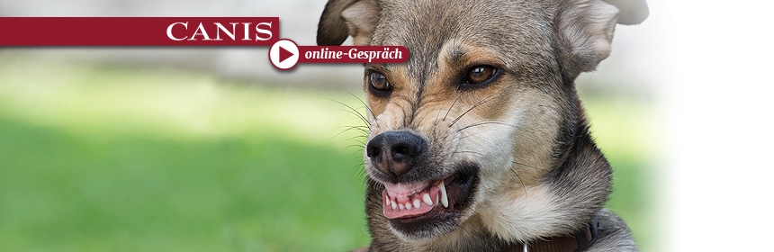 CANIS online Gespräch: