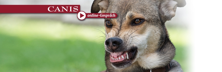 CANIS online Gespräch: Warum verhalten sich Hunde überhaupt aggressiv?