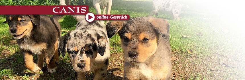 CANIS online Gespräch: Welpenentwicklung … wo bleibt das Gefühl?