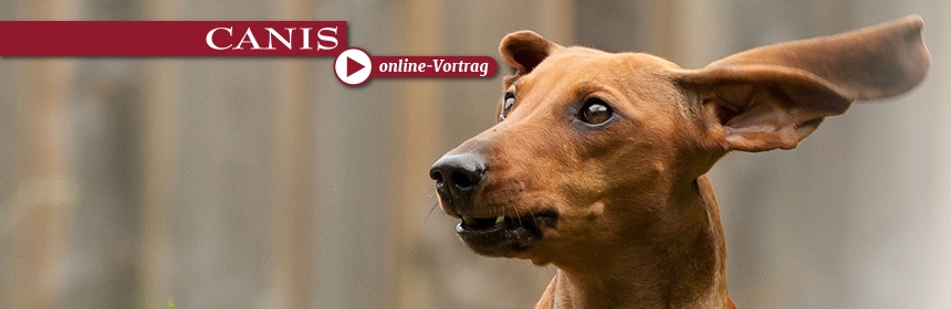 CANIS online Vortrag: Stress im Hundetraining? – Ein aufregendes, aber spannendes Thema!