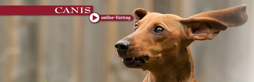 CANIS-online Vortrag: Stress im Hundetraining? Ein aufregendes aber spannendes Thema! 