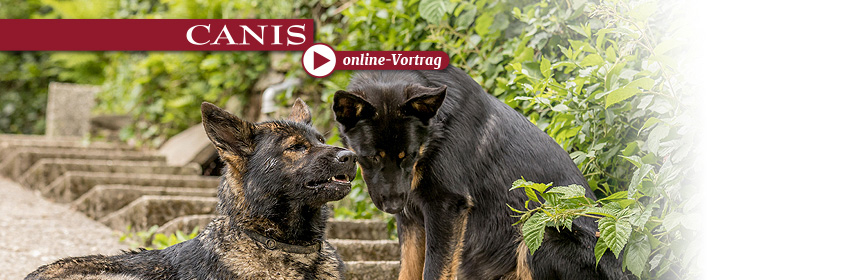 Arbeiten mit Bestrafung – Teil 2 (Online-Abendvortrag)