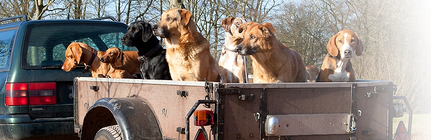 Hundegruppen zu Hause, in der Hundeschule und unterwegs – für Hundesitter und Hundeschulen!