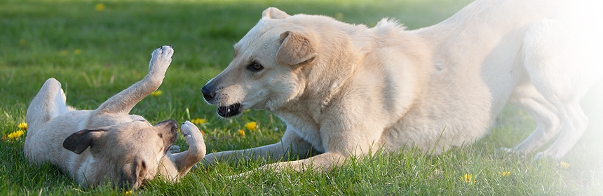 Ethogramm des Hundes