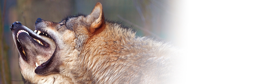 Ethogramm des Wolfes
