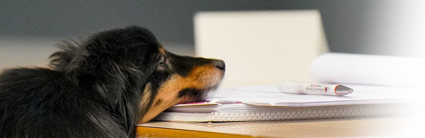 Forschung rund um den Hund ... und es geht weiter! (Teil 2)