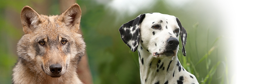 Genetische Grundlagen der Hundezucht