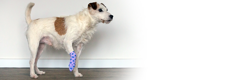 Anatomie, Physiologie und Gesundheit des Hundes Teil 1