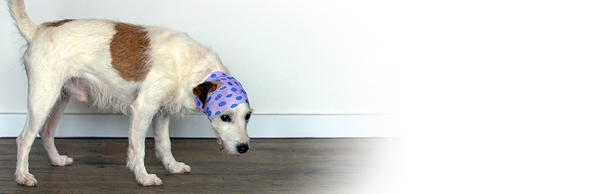 Anatomie, Physiologie und Gesundheit des Hundes Teil 2