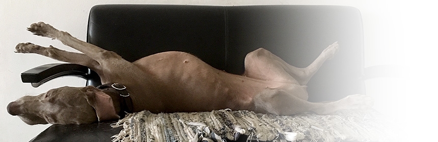 Hilfe – muss mein Hund auf die Couch?