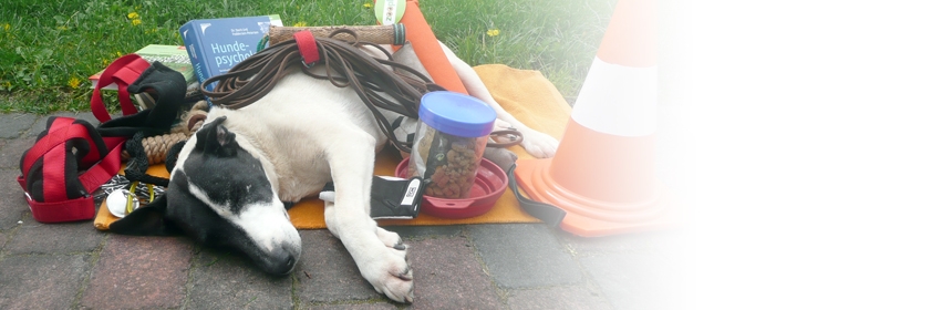 Erziehung erwachsener Hunde