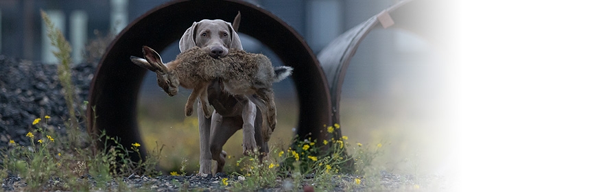 Wenn der Jäger in die Hundeschule kommt …