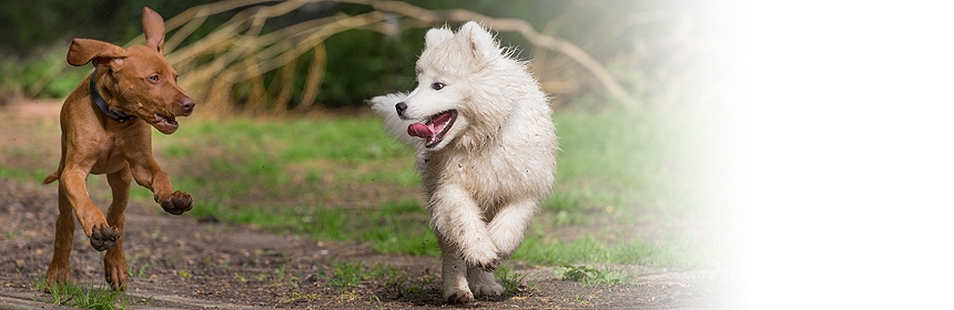 Junghundetraining