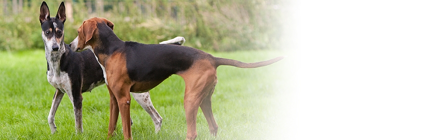 Körpersprache des Hundes