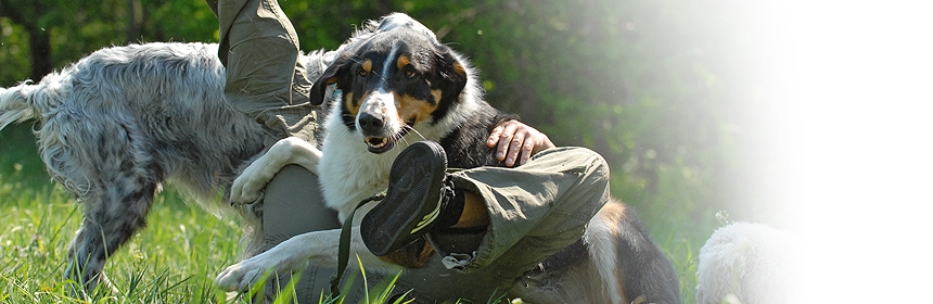 Kommunikation zwischen Mensch & Hund – Grundsätze der Körpersprache