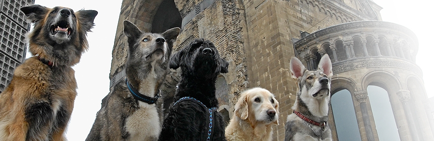 Mehrhundehaltung