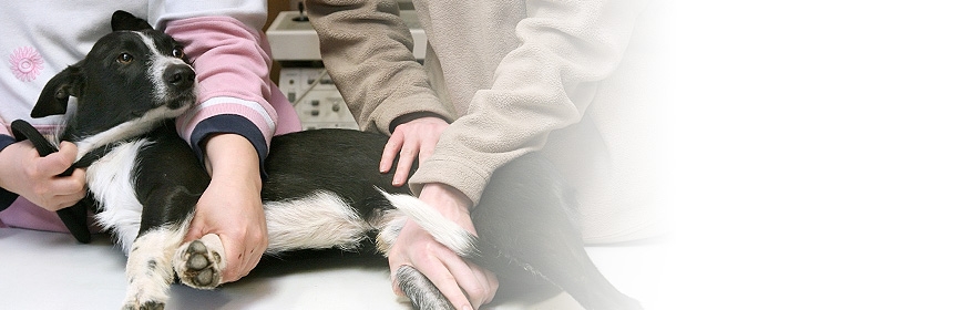 Modul 4: Anatomie des Hundes und Erste Hilfe am Hund (Theorie und Praxis)