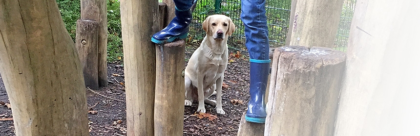 Der Hund, meine Arbeit und ich