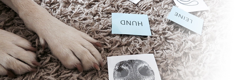 Modul 7: Hund & Mensch im Einsatz
