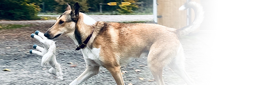 Modul 5: Praxis mit dem eigenen Hund
