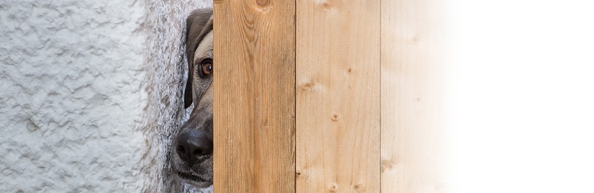 Vom Geheimtipp zum ... – PR für Hundeschulen