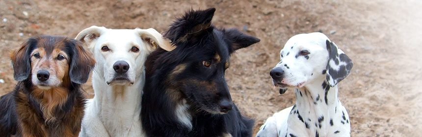 Rassen des Hundes