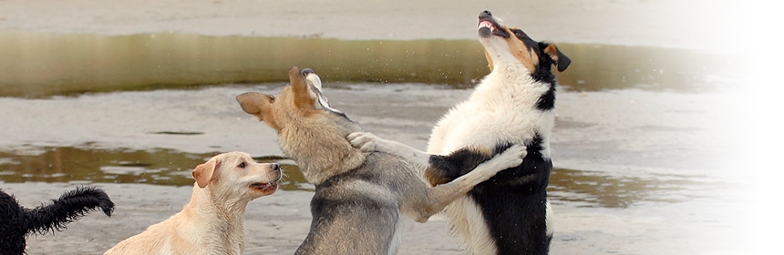 Spiel-, Jagd- und Aggressionsverhalten