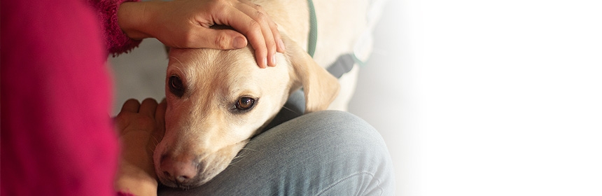 Mein Hund & Ich (Auswahltage Ausbildung zum Therapiebegleithund/Päddog) (abgesagt)