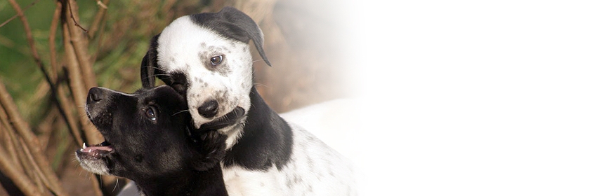 Das Verhalten des Hundes Teil 1 – Die ontogenetische Entwicklung