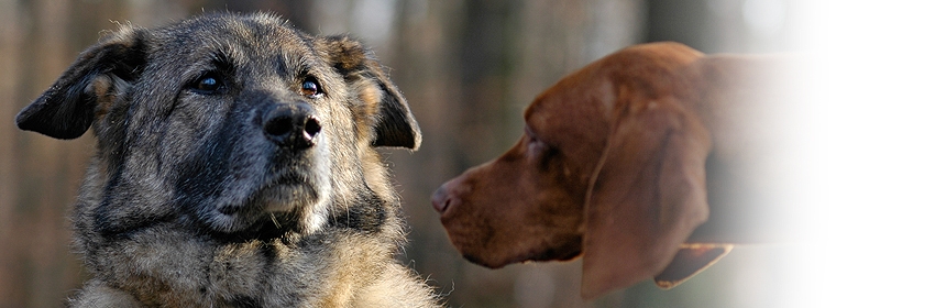 Das Verhalten des Hundes Teil 2 – Die Kommunikation