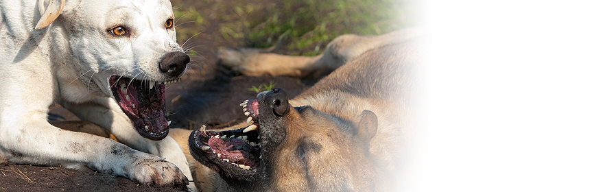 Das Verhalten des Hundes Teil 3 – Spiel- und Aggressionsverhalten