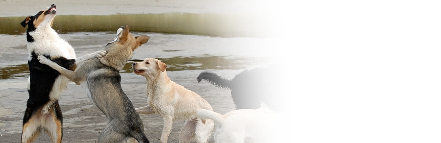 Das Verhalten des Hundes 4 – Sozialverhalten und Soziale Organisation