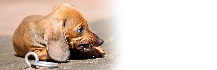 Wie wir aus einem netten Welpen (k)einen Problemhund machen!