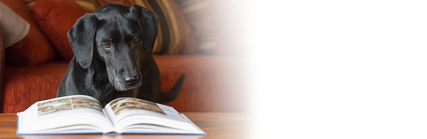 Wie lernt der Hund? – Grundsätze des Lernverhaltens