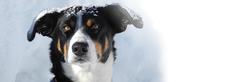 Winterpraktikum mit Hund bei der Bergrettung Österreich